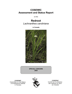 COSEWIC Assessment and Status Report on the Redroot