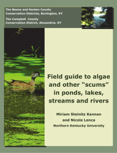 Field guide to algae and other “scums”