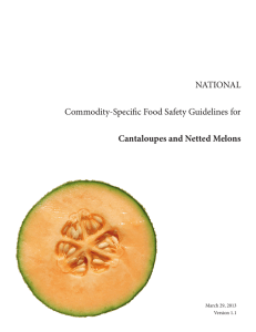 Cantaloupes and Netted Melons