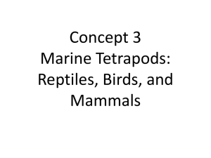 Concept 3 Marine Tetrapods: Birds, Reptiles