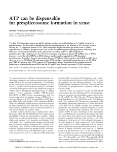 ATP can be dispensable for prespliceosome formation in yeast