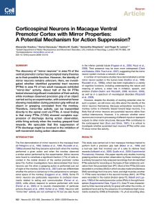 Corticospinal Neurons in Macaque Ventral Premotor Cortex with