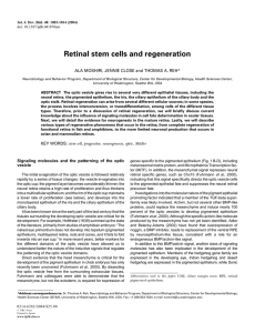 Retinal stem cells and regeneration