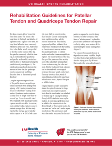 rehabilitation guidelines for patellar tendon and
