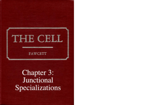 The Cell: Chapter 3: Junctional Specializations