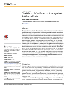 The Effects of Cold Stress on Photosynthesis in Hibiscus Plants