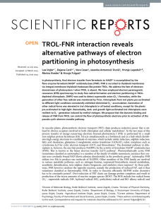 TROL-FNR interaction reveals alternative pathways of electron