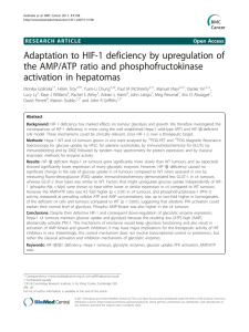 Adaptation to HIF-1 deficiency by upregulation of the AMP/ATP ratio