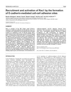 E-cadherin-mediated cell-cell adhesion recruits and