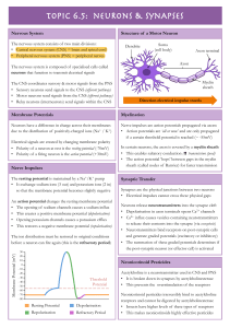 IB Biology SL unit6.5 Neurons & Synapses