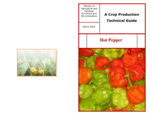 Hot-Pepper-Production-Guide