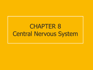 CHAPTER 8 NERVOUS