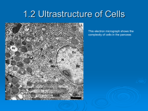 Ultrastructure of cells 2
