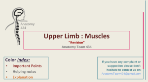 Upper Limb   Muscles  Revision 