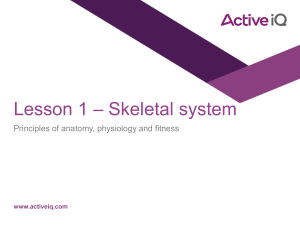 P1 Skeletal system