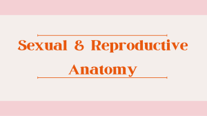 reproductiveanatomy
