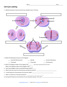 Cell Cycle Labeling