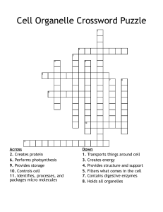 Cell Organelle Crossword Puzzle 6th