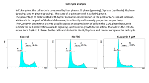 Cell Cycle analysis