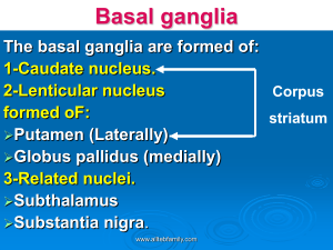 Basal ganglia, Neurophysiology, Neuroscience