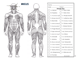 MuscularSystemColoring-1