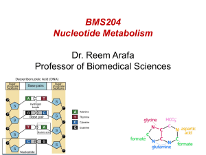 Lec 20 Nucleotide metabolism