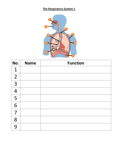 Respiratory System Sheet
