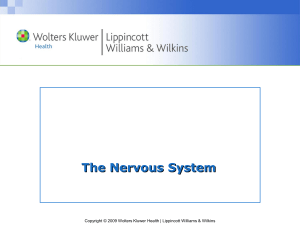 The Nervous System PowerPoint