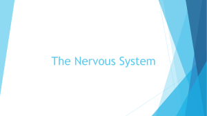 Presentation on the Nervous System, Sensory Organs, and the Endocrine System