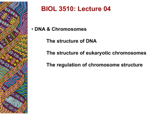 Lecture 04 DNA&Chromosomes