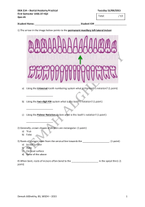 dental anatomy quiz 1 sw