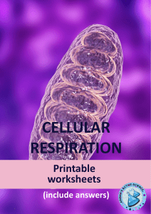 1 - Cellular Respiration (printable worksheets)