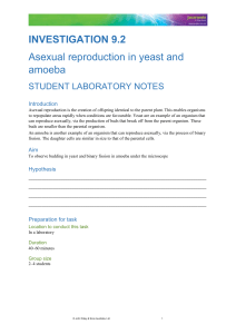 Asexual reproduction in yeast and amoeba