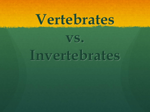 Vertebrates vs Invertebrate 