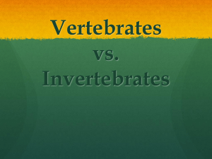 Vertebrates vs Invertebrate 