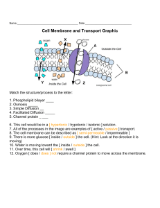 Cell Membrane WKST