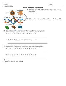 37 - Protein Synthesis - Transcription ws