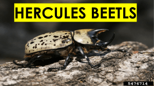 Hercules Beetles
