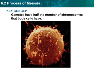 meiosis ppt2 (1)