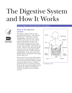 Digestive System 508