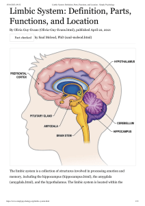 Limbic System  Definition, Parts, Functions, and Location - Simply Psychology
