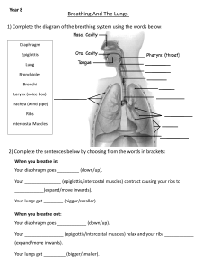 Breathing and the Lungs Worksheet