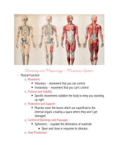 Anatomy and Physiology Muscular System Breakdown