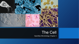 OpenStax Microbiology Chapter 3 The Cell