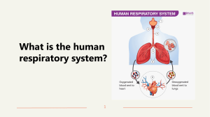 The human respiratory system (2)