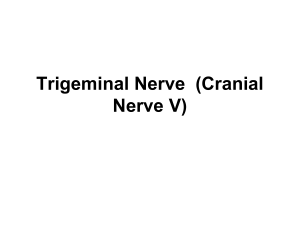 Trigeminal.Nerve.. Cranial.Nerve.V . prez..25 