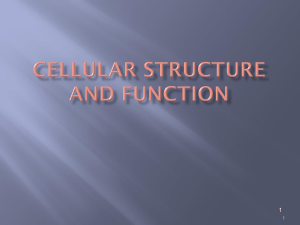 The cell structure and function