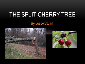 the split cherry tree