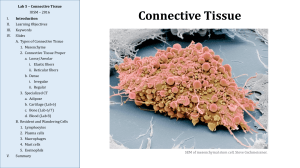 Connective Tissue (1)