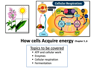 4. How cells Acquire energy Djs